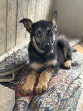 NANJO, Hund, Mischlingshund in Rumänien - Bild 2