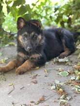 NANJO, Hund, Mischlingshund in Rumänien - Bild 3