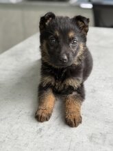 NANJO, Hund, Mischlingshund in Rumänien - Bild 5