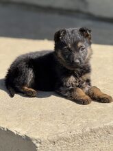 NANJO, Hund, Mischlingshund in Rumänien - Bild 6