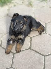 NANJO, Hund, Mischlingshund in Rumänien - Bild 7