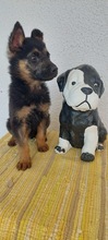NANJO, Hund, Mischlingshund in Rumänien - Bild 8