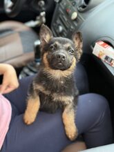 NANJO, Hund, Mischlingshund in Rumänien - Bild 9