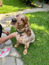 PHILIPP, Hund, English Cocker Spaniel in Russische Föderation - Bild 1
