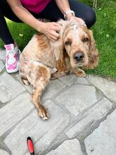 PHILIPP, Hund, English Cocker Spaniel in Russische Föderation - Bild 2