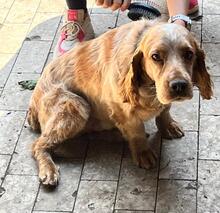 PHILIPP, Hund, English Cocker Spaniel in Russische Föderation - Bild 3