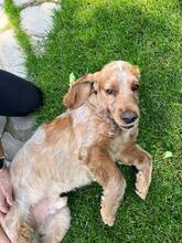 PHILIPP, Hund, English Cocker Spaniel in Russische Föderation - Bild 4