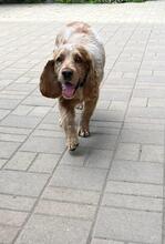 PHILIPP, Hund, English Cocker Spaniel in Russische Föderation - Bild 5