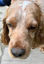 PHILIPP, Hund, English Cocker Spaniel in Russische Föderation - Bild 6