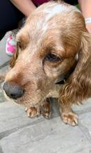 PHILIPP, Hund, English Cocker Spaniel in Russische Föderation - Bild 7