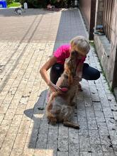PHILIPP, Hund, English Cocker Spaniel in Russische Föderation - Bild 8