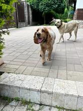 PHILIPP, Hund, English Cocker Spaniel in Russische Föderation - Bild 9