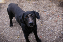 CHIPNR232016, Hund, Mischlingshund in Kroatien - Bild 1