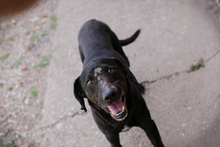 CHIPNR232016, Hund, Mischlingshund in Kroatien - Bild 2