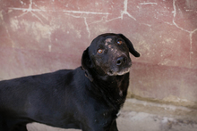 CHIPNR232016, Hund, Mischlingshund in Kroatien - Bild 3