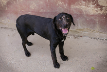 CHIPNR232016, Hund, Mischlingshund in Kroatien - Bild 4