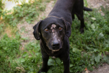 CHIPNR232016, Hund, Mischlingshund in Kroatien - Bild 5