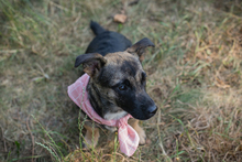 CHIPNR231708, Hund, Mischlingshund in Kroatien - Bild 1