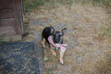 CHIPNR231708, Hund, Mischlingshund in Kroatien - Bild 2