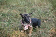 CHIPNR231708, Hund, Mischlingshund in Kroatien - Bild 3