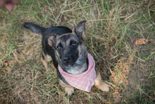 CHIPNR231708, Hund, Mischlingshund in Kroatien - Bild 5