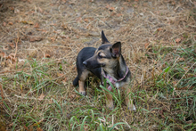 CHIPNR231556, Hund, Mischlingshund in Kroatien - Bild 1