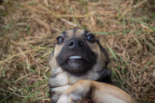 CHIPNR231556, Hund, Mischlingshund in Kroatien - Bild 2