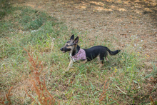 CHIPNR231556, Hund, Mischlingshund in Kroatien - Bild 3