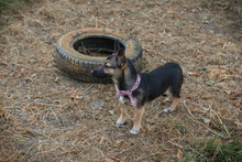 CHIPNR231556, Hund, Mischlingshund in Kroatien - Bild 4