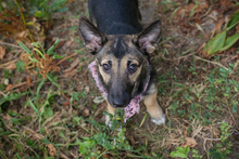 CHIPNR231556, Hund, Mischlingshund in Kroatien - Bild 5