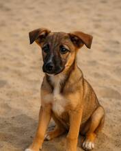 SHANTALL, Hund, Mischlingshund in Rumänien - Bild 1