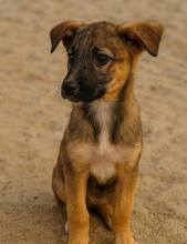 SHANTALL, Hund, Mischlingshund in Rumänien - Bild 2