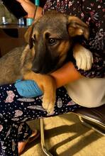 SHANTALL, Hund, Mischlingshund in Rumänien - Bild 3