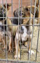 SHANTALL, Hund, Mischlingshund in Rumänien - Bild 4