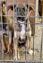 SHANTALL, Hund, Mischlingshund in Rumänien - Bild 5