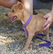 POMMES, Hund, Mischlingshund in Zypern - Bild 2