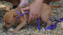 POMMES, Hund, Mischlingshund in Zypern - Bild 7