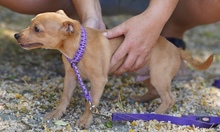 POMMES, Hund, Mischlingshund in Zypern - Bild 8