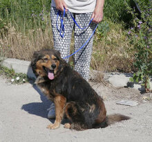 MILLA, Hund, Mischlingshund in Kerpen