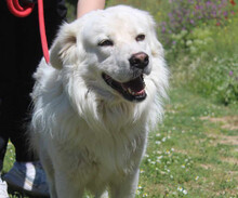 DIAS, Hund, Mischlingshund in Griechenland - Bild 1