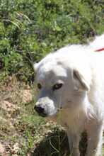 DIAS, Hund, Mischlingshund in Griechenland - Bild 2