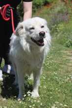 DIAS, Hund, Mischlingshund in Griechenland - Bild 3