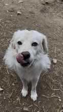 DIAS, Hund, Mischlingshund in Griechenland - Bild 5