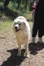 DIAS, Hund, Mischlingshund in Griechenland - Bild 6