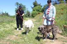 DIAS, Hund, Mischlingshund in Griechenland - Bild 7