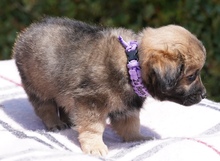 URMEL, Hund, Kokoni X in Zypern - Bild 6
