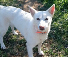 EKAVI, Hund, Alopekis-Mix in Griechenland - Bild 1