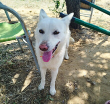 EKAVI, Hund, Alopekis-Mix in Griechenland - Bild 2