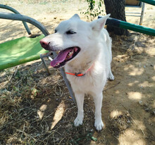 EKAVI, Hund, Alopekis-Mix in Griechenland - Bild 3