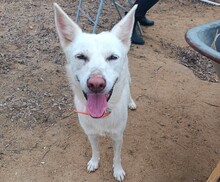 EKAVI, Hund, Alopekis-Mix in Griechenland - Bild 4